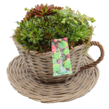 Arrangement kop en schotel